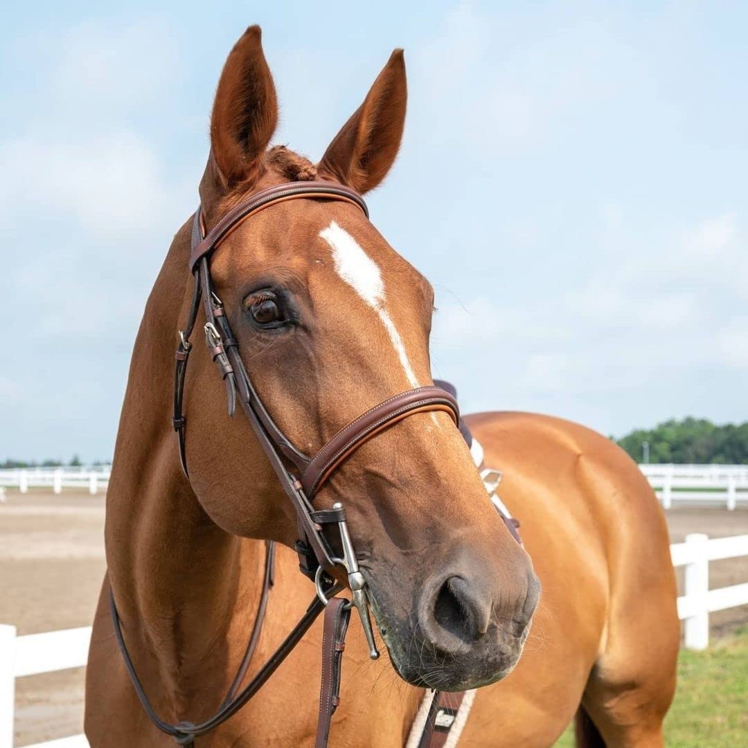 ExionPro English Hunter Jumping Bridle for Horses with Removable Flash Soft Yet Strong Rubber Reins | Royal Hunter Bridle | English Bridle for Horses (Conker, Cob)