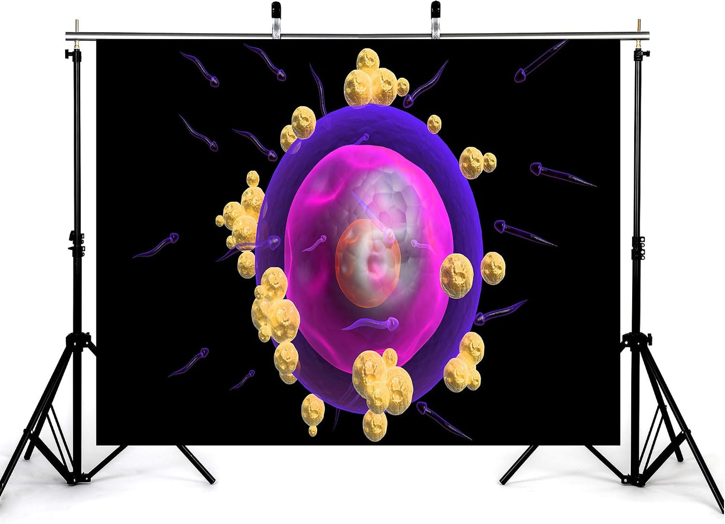 KeyWork 5x4ft Human Egg Cell Fertilization Backdrop Reproductive Science Photography Background for Health Fair