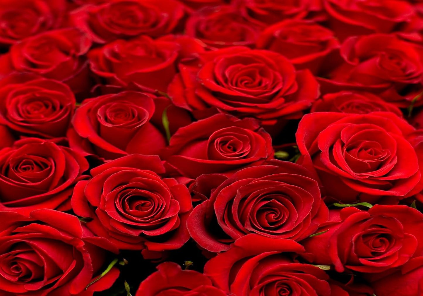 SHDASMIL 8X6ft Bright Red Roses Close Up Backdrop Fresh Floral Bouquet Background for Valentines Day Wedding Party