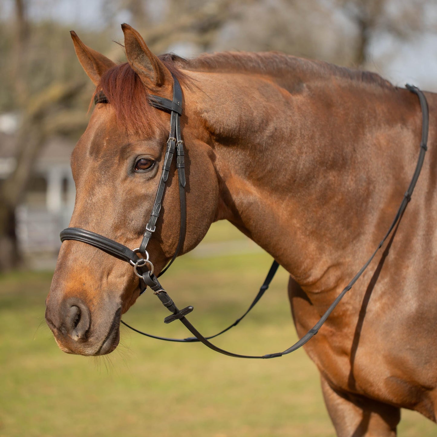Equinavia Saga Cross-Under English Bitless Bridle for Horses | Reins Included - Black - Cob
