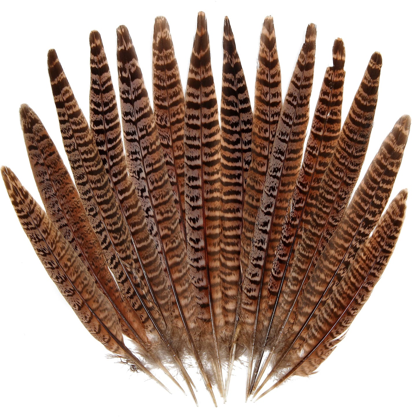 20pcs Female Pheasant Feather Natural Ringneck Tails Feathers 12-14inch 30-35cm for Crafts Home Wedding Party Performance DIY Decoration Pheasant Feather,Female Pheasant Feathers